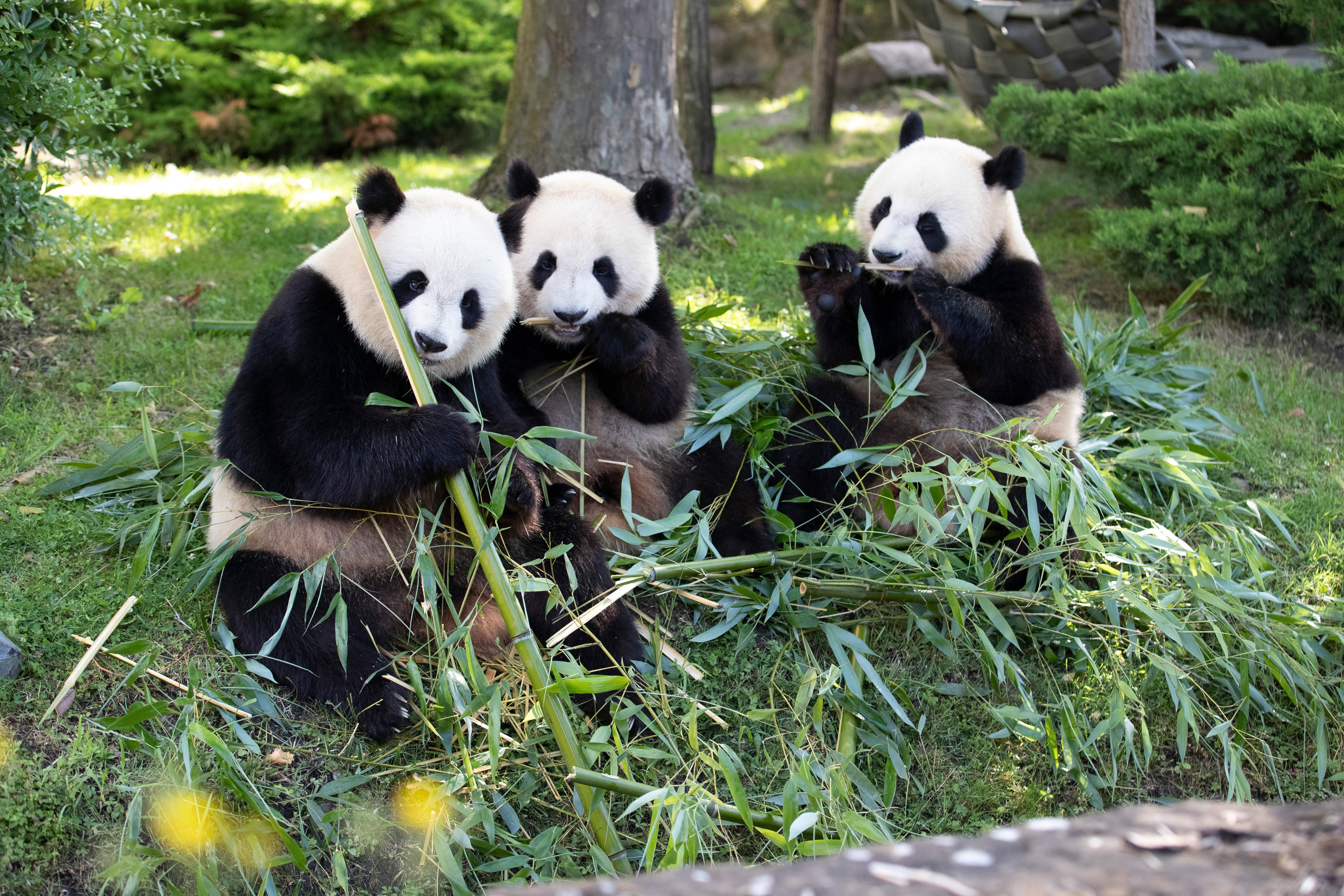 ZooParc de Beauval
